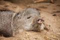 IMG_8538 sleeping javelina